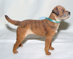 Picture of Border Terrier