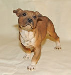 Picture of Staffordshire Bull Terrier Dog