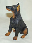 Picture of Dog - Doberman