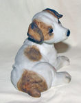 Picture of Dog - Jack Russell