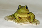 Picture of Frog