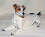 Picture of Jack Russell Lying