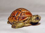 Picture of Turtle